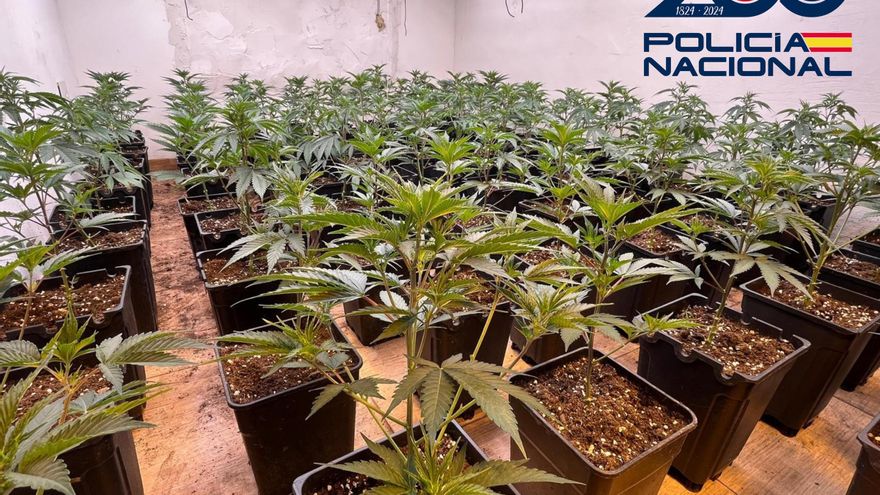 Imagen de archivo de una plantación de marihuana.