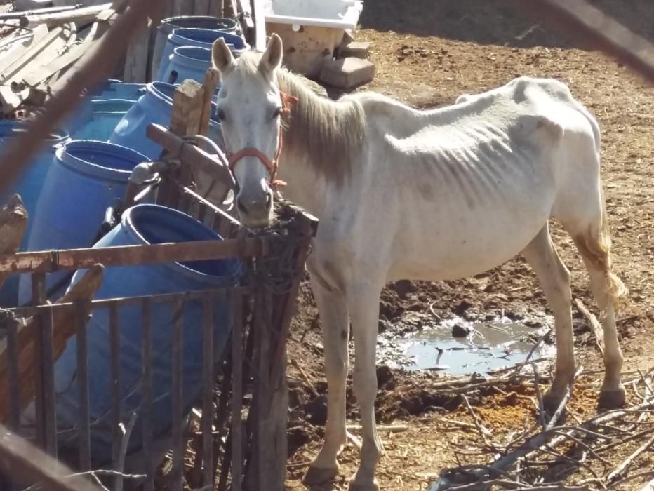 Denuncia de maltrato animal en una granja de Lorca