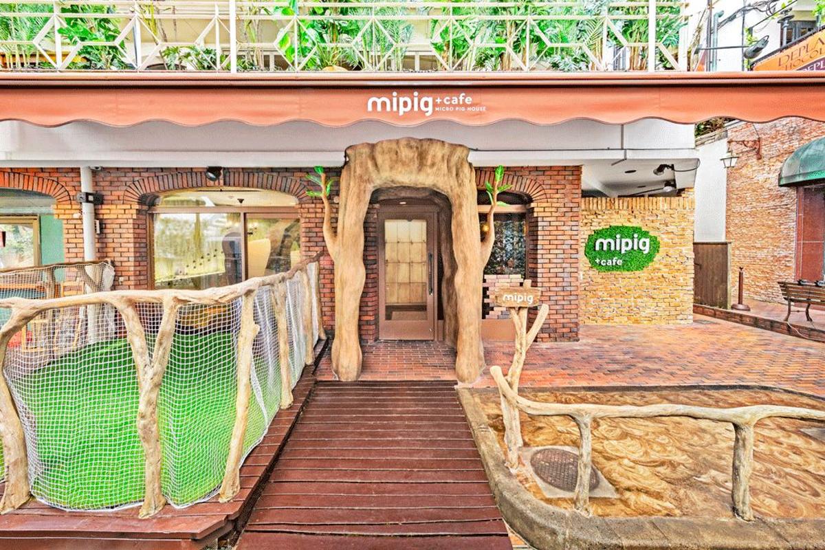 MiPig Cafe Tokio minicerditos Shibuya