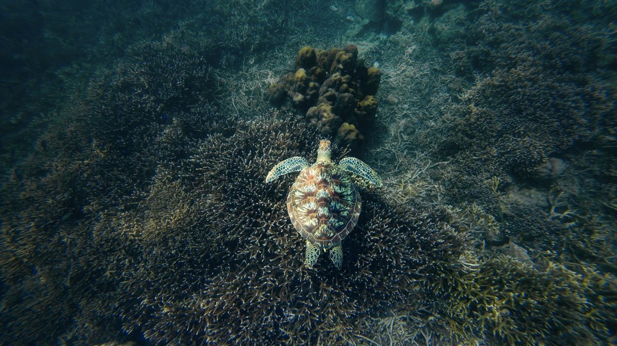 Tortuga verde en los arrecifes de coral en el Parque Nacional de Komodo, en las islas menores de la Sonda.