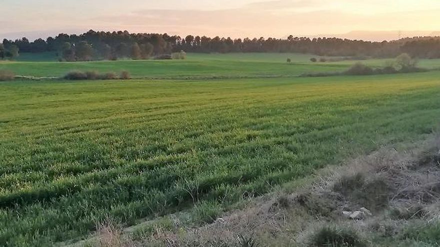 Un projecte es planteja al sector de la Roureda de les Tàpies