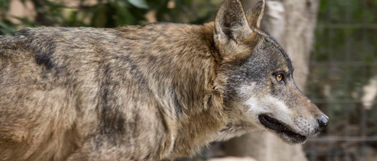 ¿Qué piensan los animales?