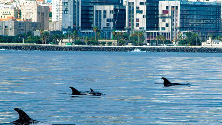 El grupo de delfines mulares frente a la ciudad de Las Palmas de Gran Canaria.