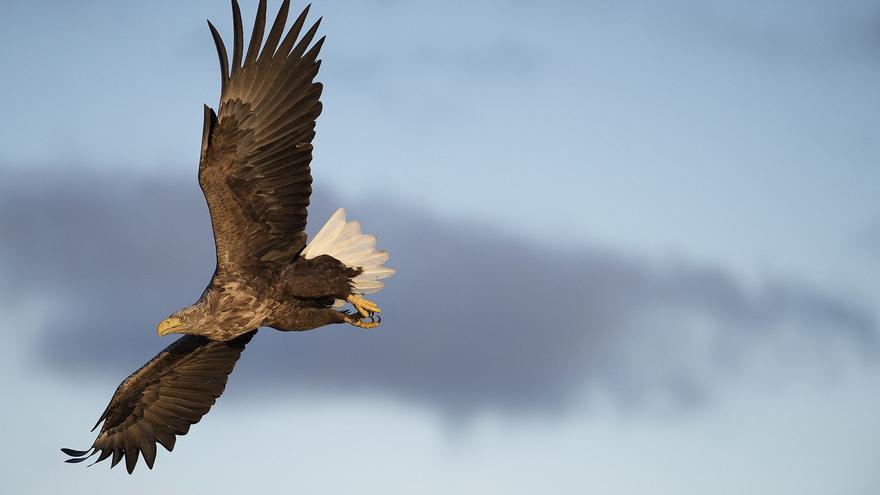 España da marcha atrás en la reintroducción de una rapaz cuestionada por los ecologistas