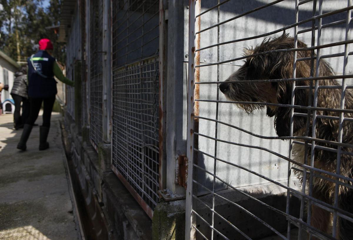 Un perro en el albergue de Serín.