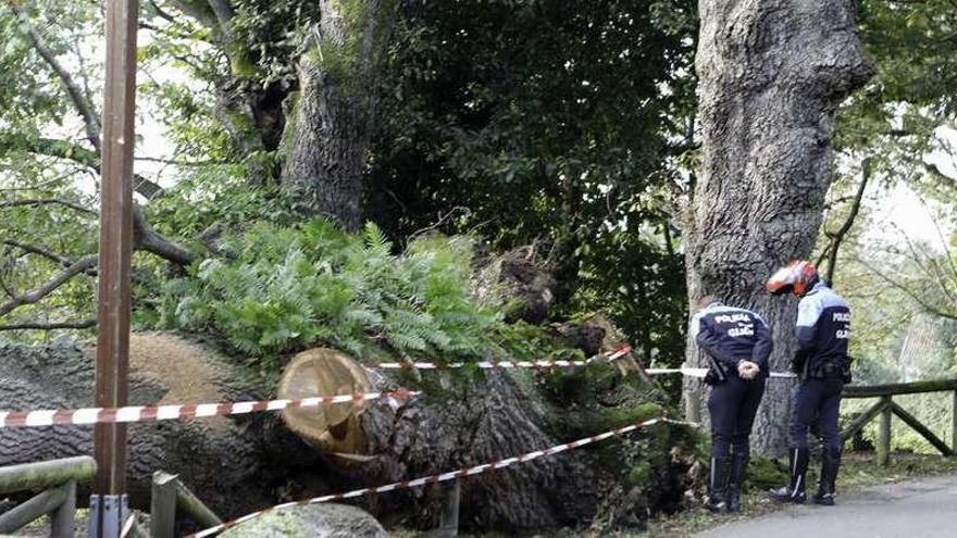 La caída de un carbayo inutiliza un tramo de la senda del Peñafrancia