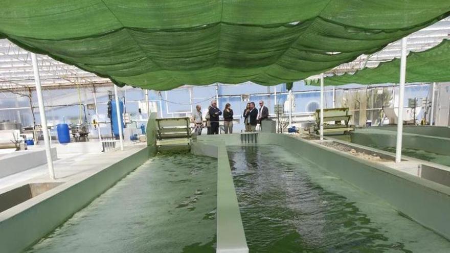 Imagen de las piscinas donde se cultiva la espirulina en el ITC que servirá parar crear un nuevo producto de pasta de La Isleña.