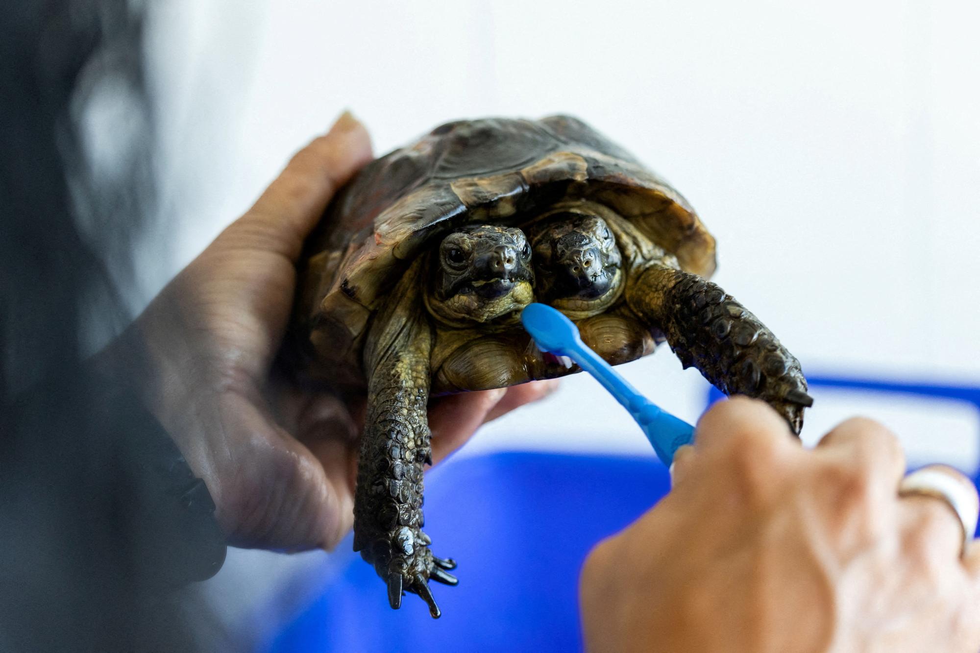 Two-headed tortoise (155360218).jpg