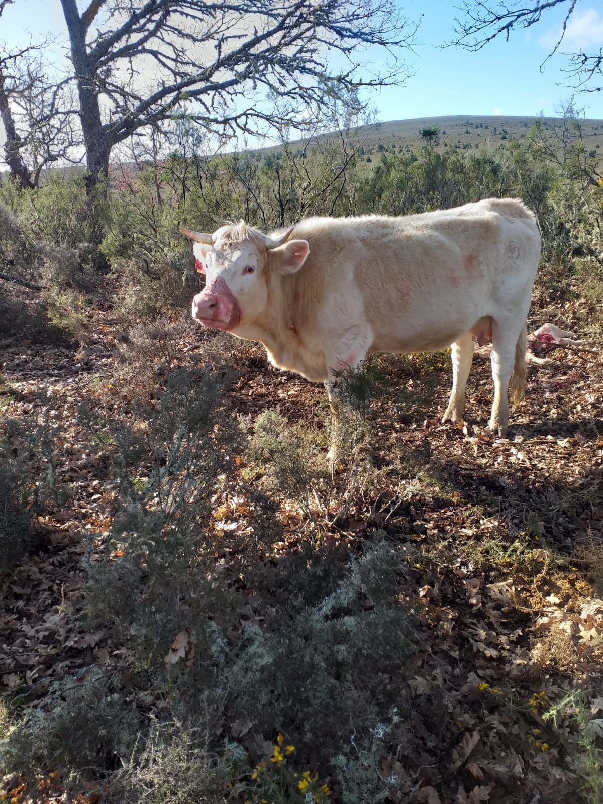 Una vaca junto al ternero muerto por los lobos.