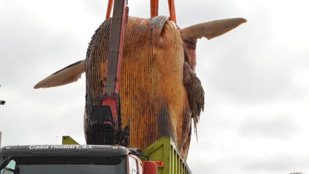 Extracció de la balena morta a Blanes