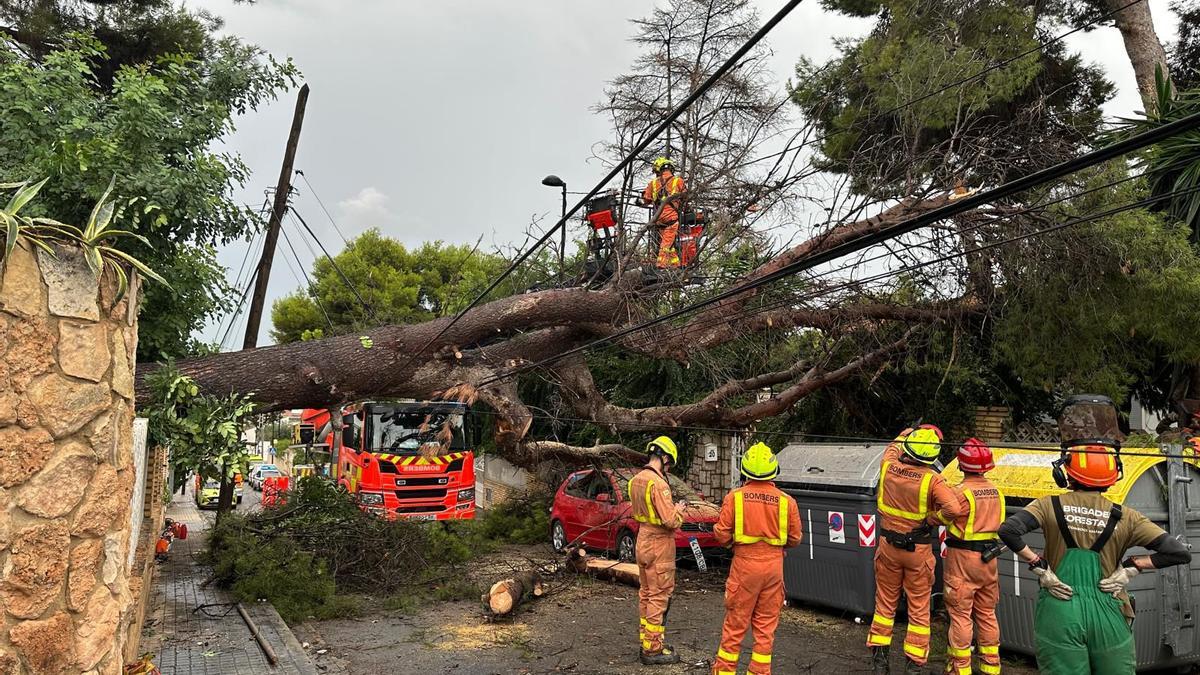 Actuación de los bomberos en la calle Buñol del Vedat de Torrent por la caída de dos pinos de propiedad privada.