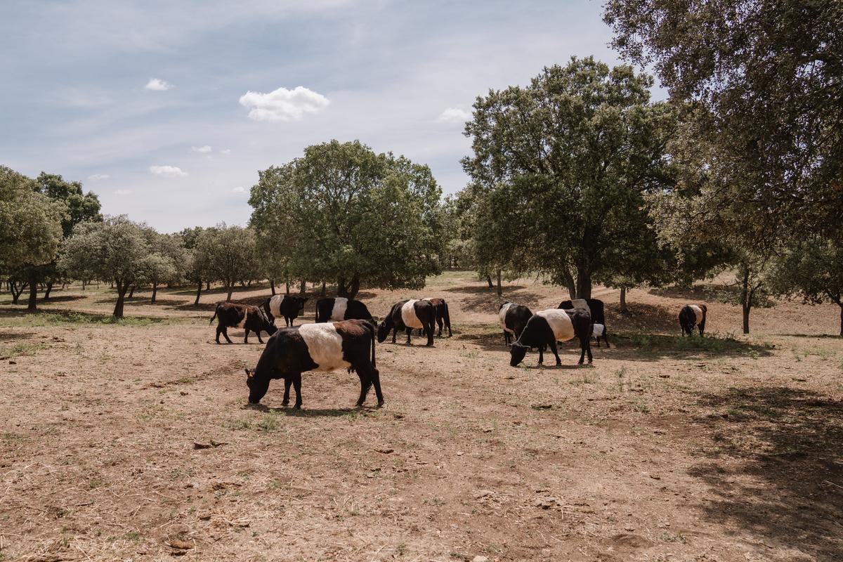 Las vacas 'oreo' paciendo en la dehesa de Monte San Cristóbal.