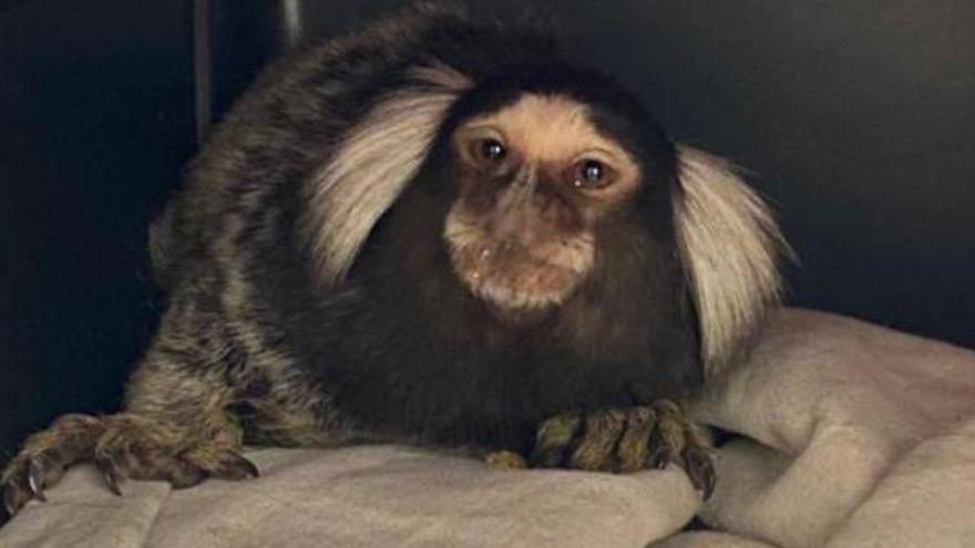 El mono tití hallado en Alzira cuesta 300 euros - Levante-EMV