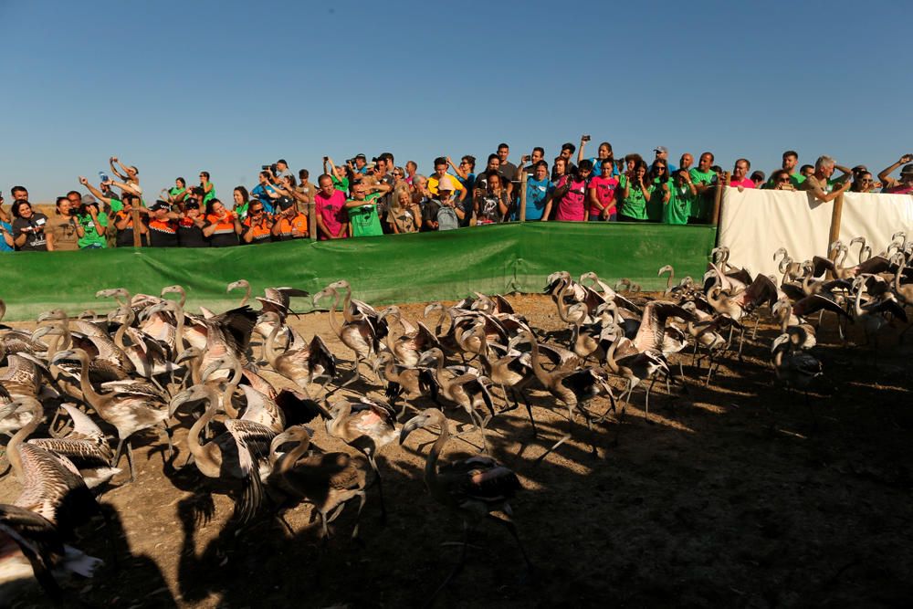 Anillan a 600 pollos de flamenco en la Laguna de Fuente de Piedra