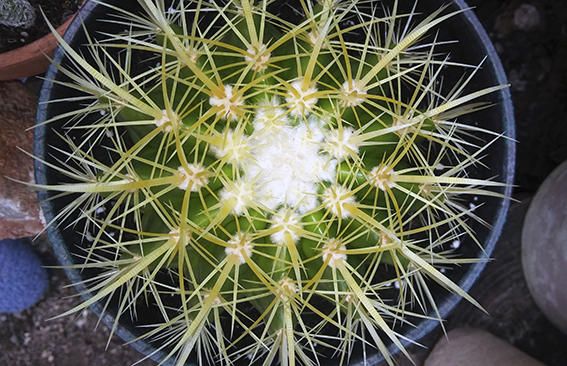 Cactus. Visió superior del cactus conegut com el seient de la sogra, planta esfèrica amb múltiples espines.