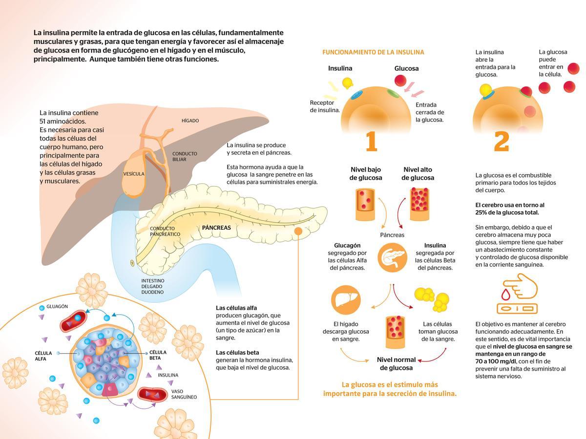 Así funciona la insulina.