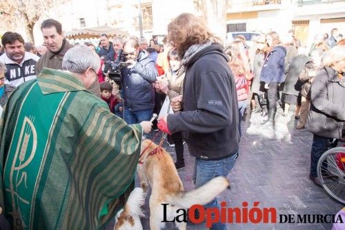 Bendición de animales en Caravaca