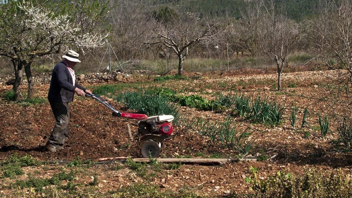 Un agricultor trabaja con un motocultor en su explotación.
