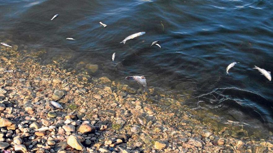 Aparecen centenares de peces muertos en la desembocadura del río Girona