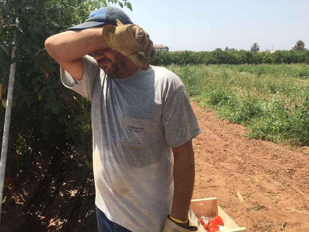 Miguel Truejar se seca la frente mientras coge tomates.