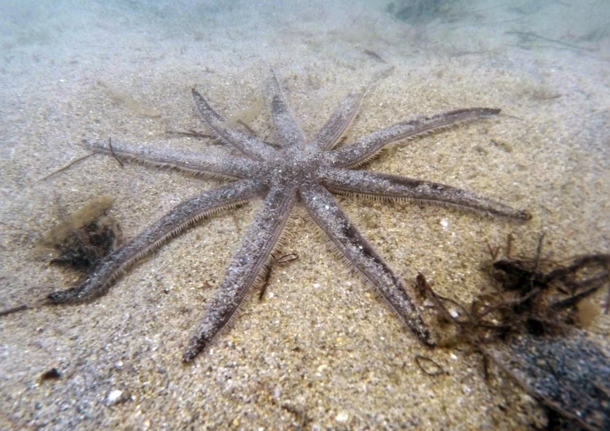 La estrella de mar nueve brazos es la especie donde se ha detectado la enfermedad en Florida