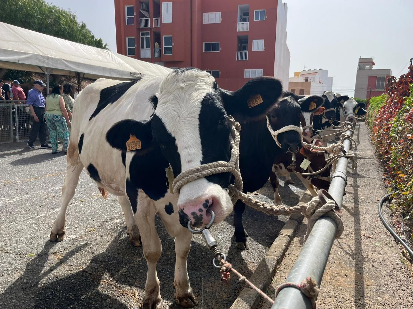 El calor cancela actos en las fiestas en honor a San Pedro y San Pablo de Ingenio