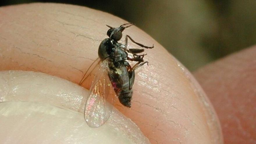 Plaga de mosca negra: Consejos para evitar su picadura