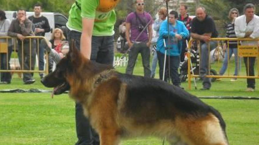 Un adiestrador con su perro en una exhibición.