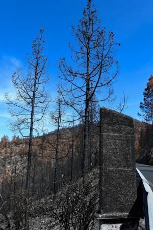 15-10-19 SUPLEMENTOS. ZONA CUMBRERA. ZONA CUMBRERA. Reportaje zonas quemadas tras dos meses. Reportaje triple entrega sobre el paisaje quemado, al cumplirse dos meses. La primera parte será Los tesosos de la Cumbre, en plan más positivo, con los brotes verdes, lugares que visitar. Un segundo con los héroes sin capa, sus protagonistas y una tercera con Lo que el fuego se llevó o Lo perdido, la parte más triste.  Fotos: Juan Castro.  | 15/10/2019 | Fotógrafo: Juan Carlos Castro