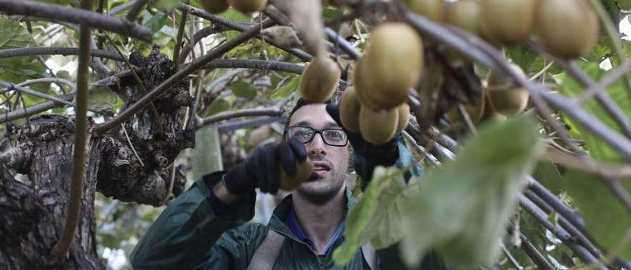 Un recolector de kiwis en la plantación de la isla de Soto del Barco.