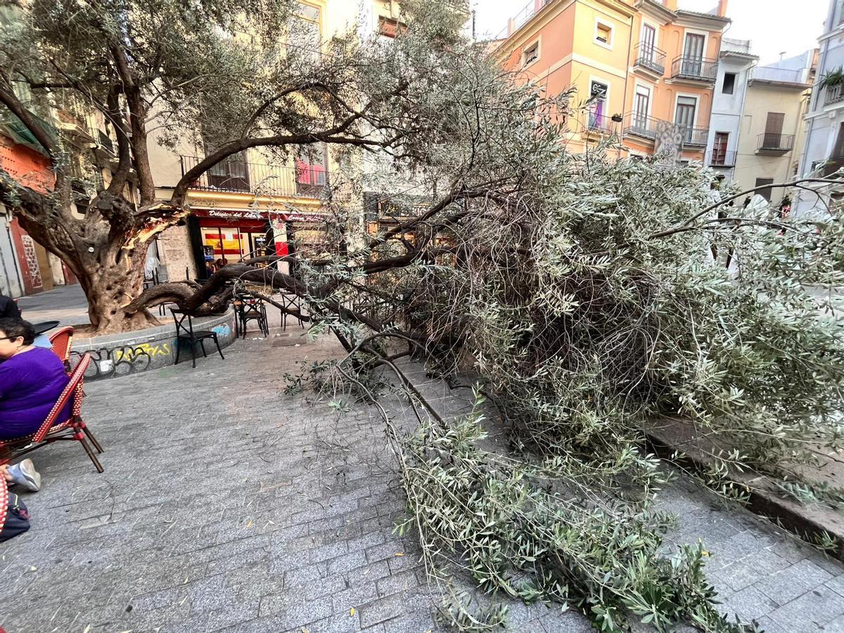Vecinos y hosteleros de la plaza del Doctor Collado alertan del estado del primer olivo de València