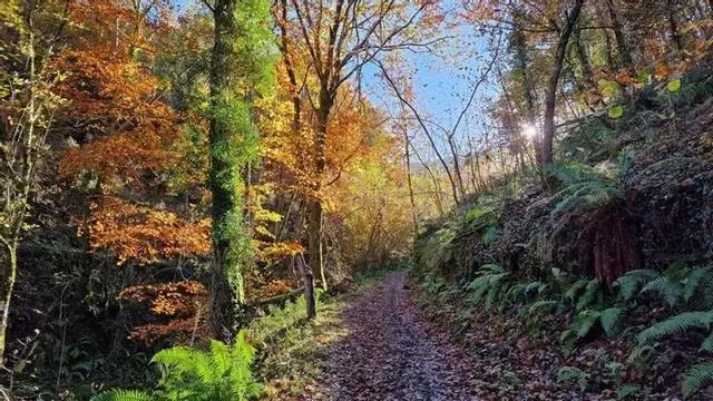 Ruta circular al bosque de Moal