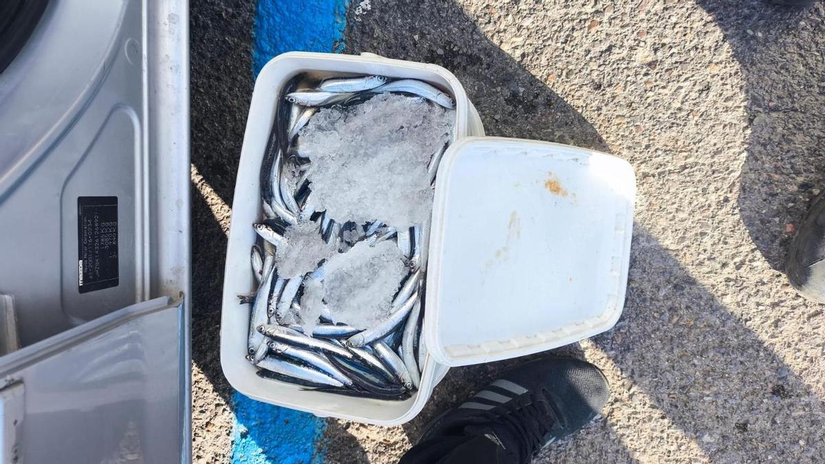 Peixos intervinguts al Port de l'Escala