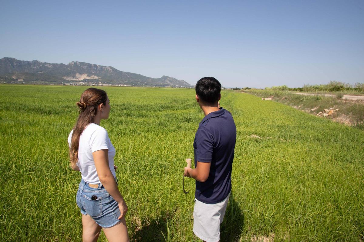 Jóvenes agricultores, en un campo de arroz cerca de Cullera, en una imagen de archivo.