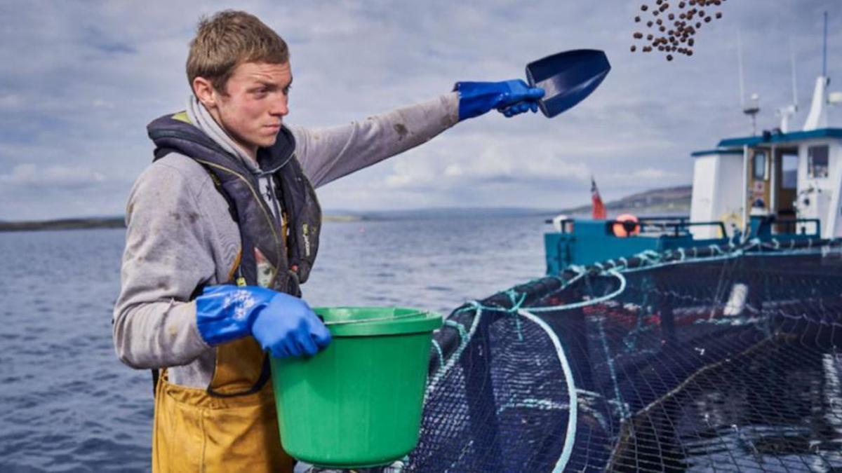 Empleado de la canadiense Cooke en Escocia, alimentando salmones.