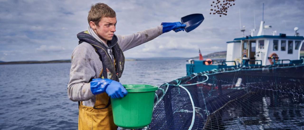 Empleado de la canadiense Cooke en Escocia, alimentando salmones.