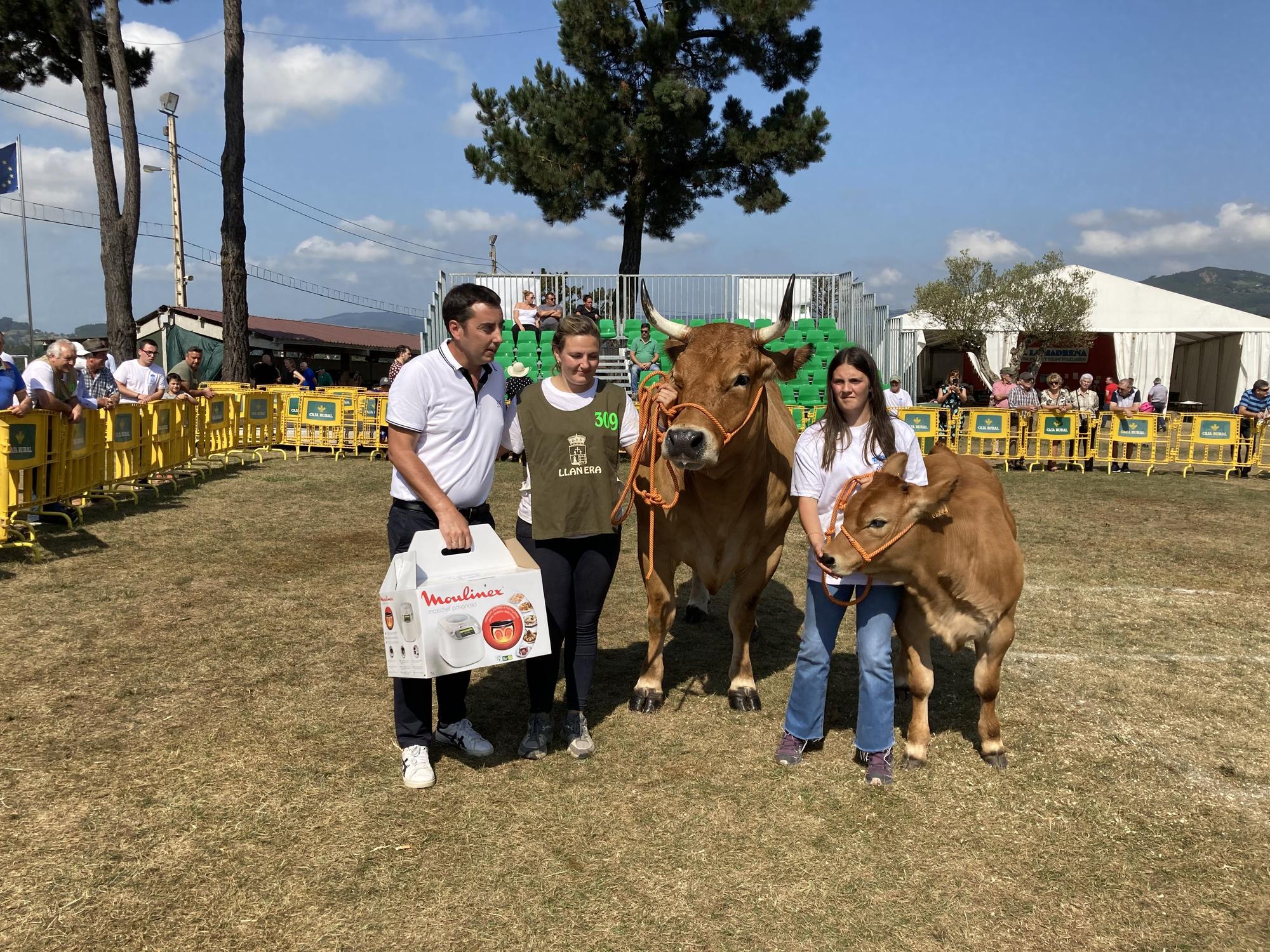 El concurso de ganado de Llanera fue todo un éxito: aquí tienes algunas de las reses ganadoras