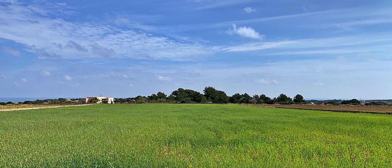 Un campo sembrado de trigo en una tierra cedida en la zona de la Mola. | CIF