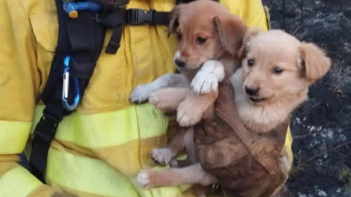 Dos perros salvados de las llamas del incendio de Tenerife