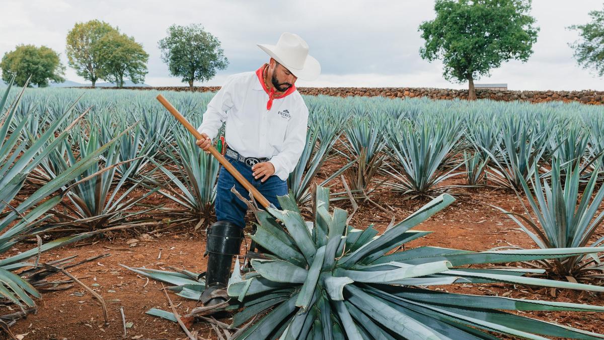 TEQUILA PATRÓN | El tequila que destila la esencia del agave azul a 2.000 metros de altitud en las tierras volcánicas de Jalisco