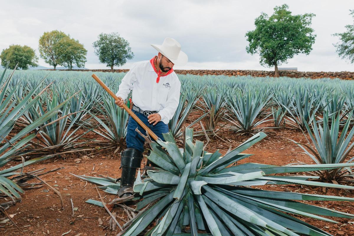 El jimador de Patrón, en plena tarea el los campos de agave de Jalisco.