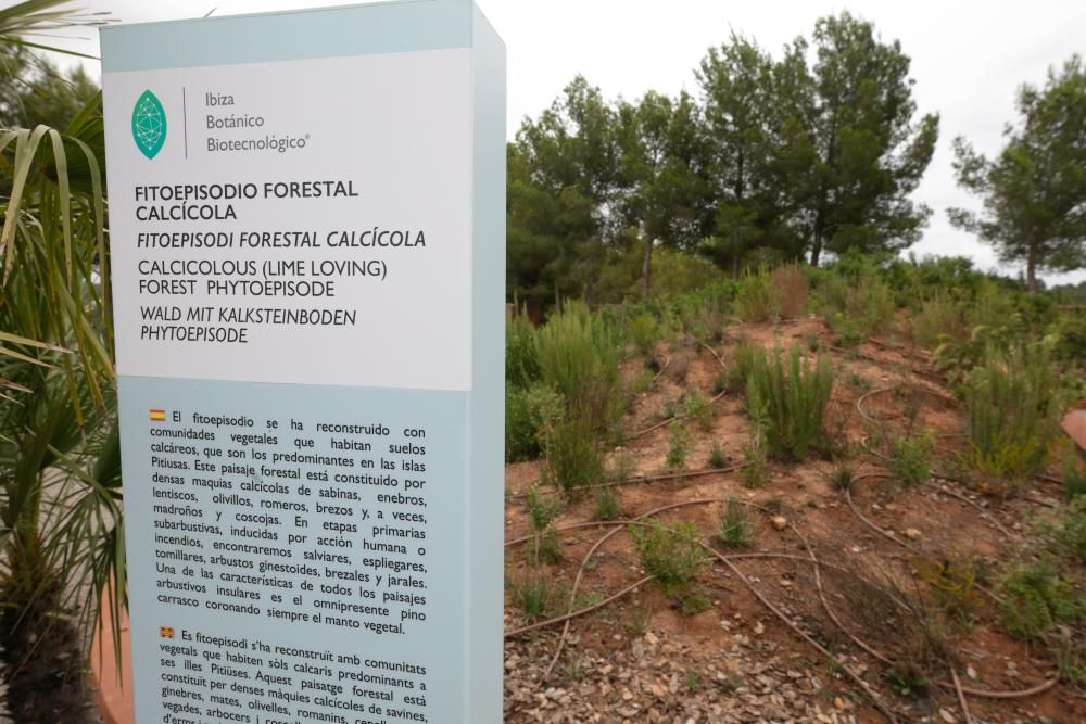 Abre sus puertas en Sant Rafel el primer jardín botánico y biotecnológico de las Pitiusas con vegetación de ambas islas