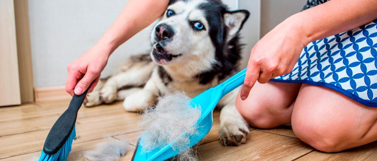 La desconocida prenda que ayuda a eliminar los pelos perros y gatos de nuestros sofás, muebles y suelo de una pasada