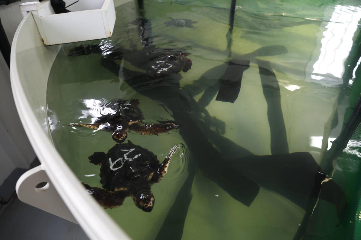 Las tortugas del Acuario de Gijón pegan el estirón