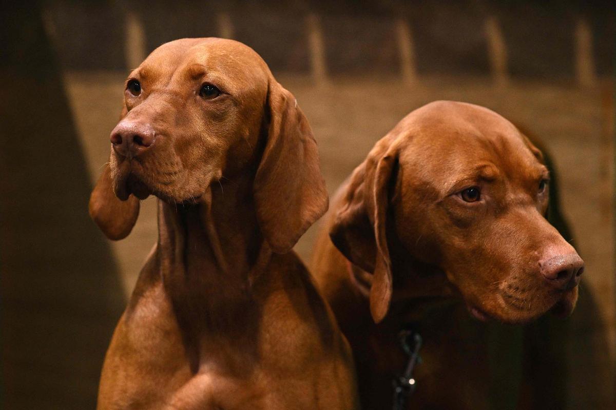 Exposición canina en el Centro Nacional de Exposiciones de Birmingham