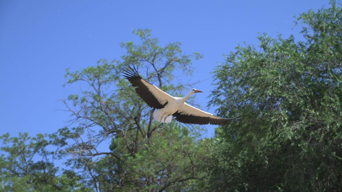 Alcalá suelta 20 cigüeñas blancas recuperadas para impulsar la especie: así ha sido el emocionante momento
