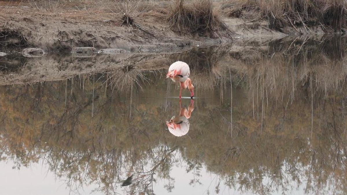Los flamencos desaparecen de l'Albufera en apenas unos días.