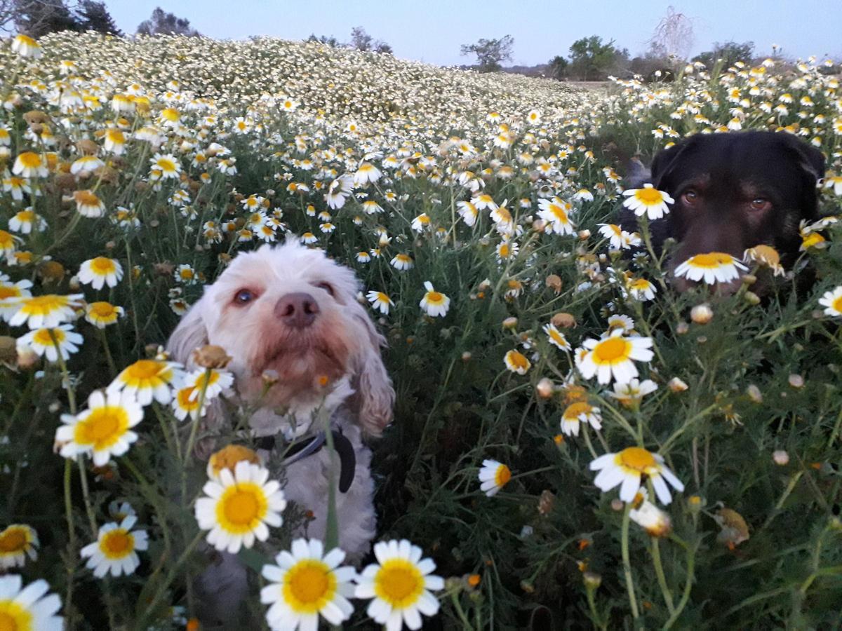 Auch ausgewachsene Hunde freuen sich über ein neues Herrchen.