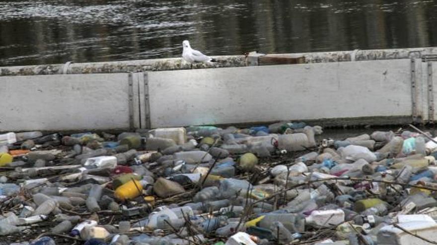 La basura se acumula en el antiguo cauce del río Segura y la CHS culpa a Guardamar