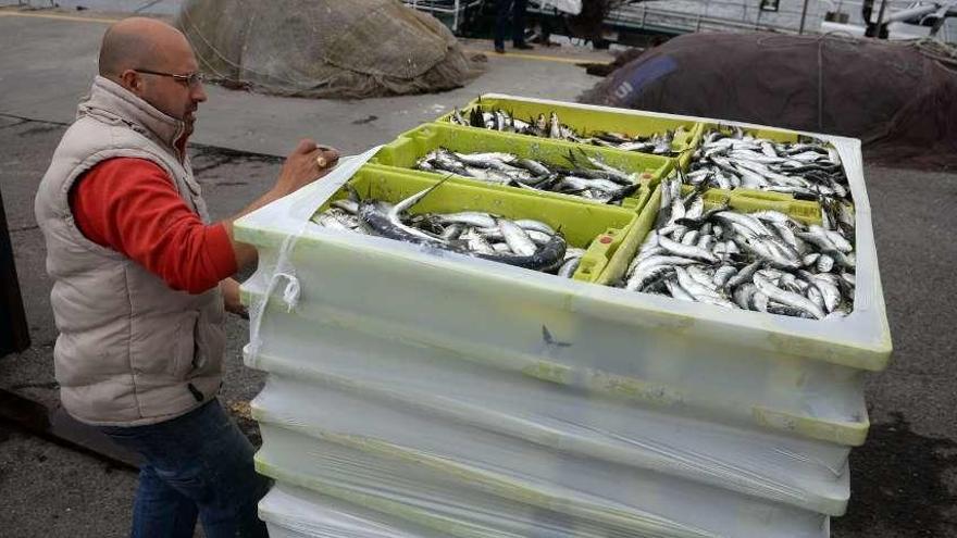 Descarga de sardina en un puerto de una ría gallega.